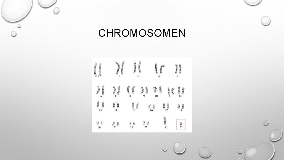 CHROMOSOMEN 