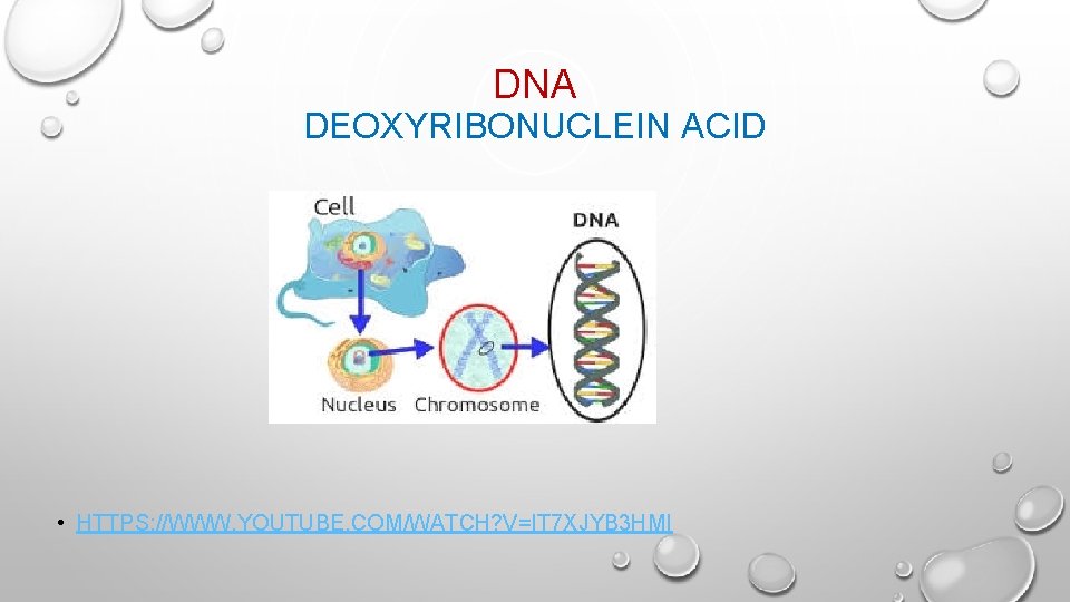 DNA DEOXYRIBONUCLEIN ACID • HTTPS: //WWW. YOUTUBE. COM/WATCH? V=IT 7 XJYB 3 HMI 