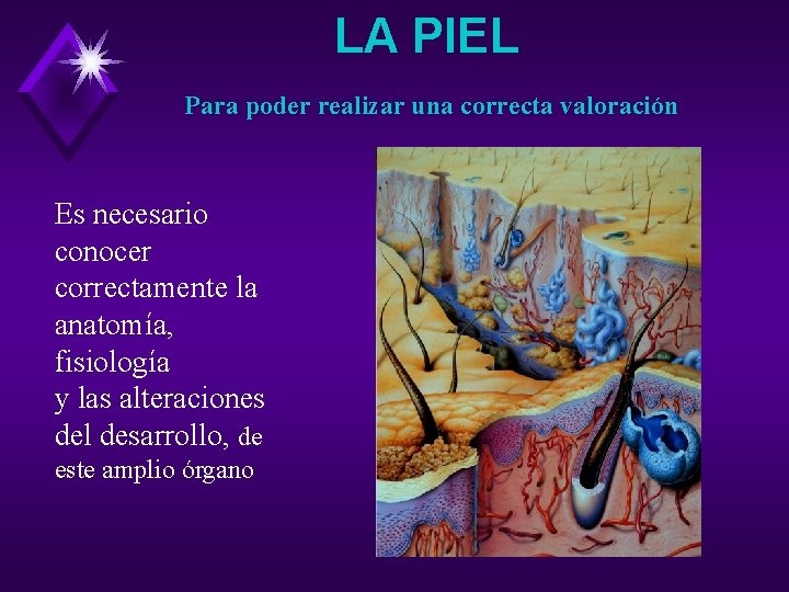 LA PIEL Para poder realizar una correcta valoración Es necesario conocer correctamente la anatomía,