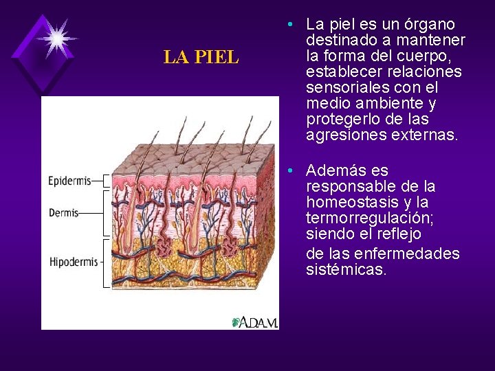 LA PIEL • La piel es un órgano destinado a mantener la forma del