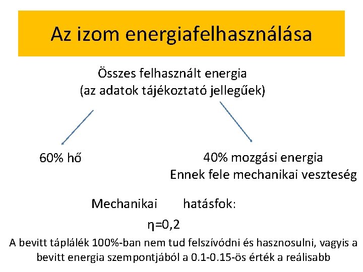 Az izom energiafelhasználása Összes felhasznált energia (az adatok tájékoztató jellegűek) 60% hő 40% mozgási