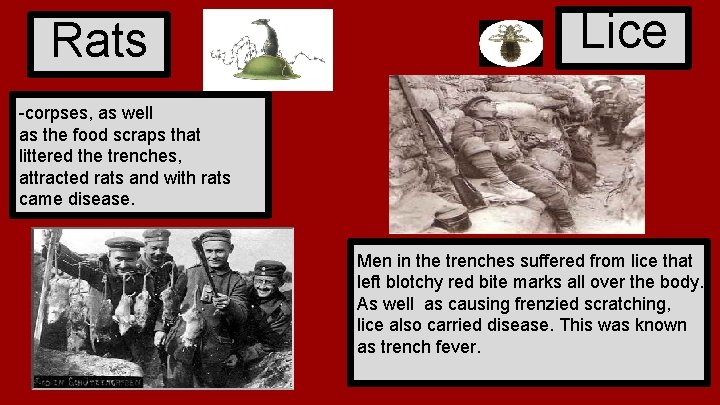 Rats Lice -corpses, as well as the food scraps that littered the trenches, attracted