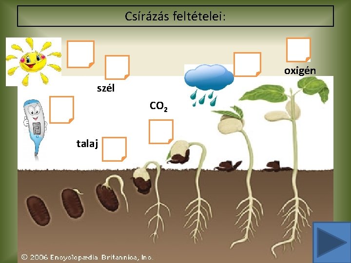 Csírázás feltételei: oxigén szél CO 2 talaj 