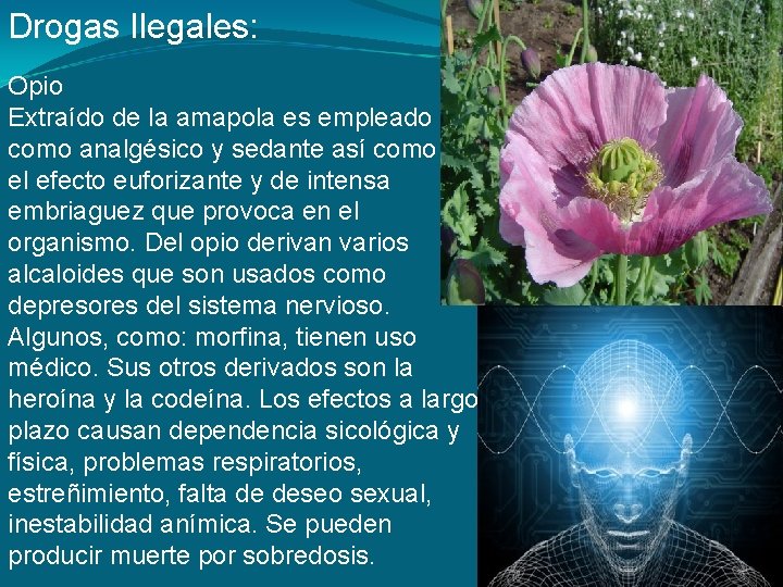 Drogas Ilegales Opio Extrado de la amapola es