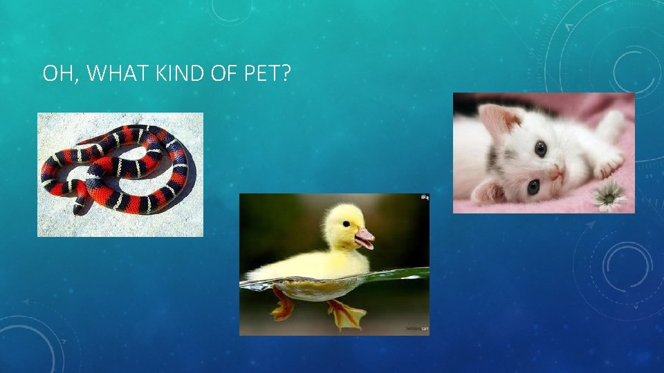 OH, WHAT KIND OF PET? 