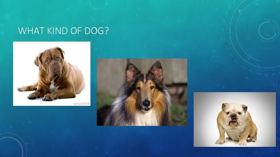 WHAT KIND OF DOG? 