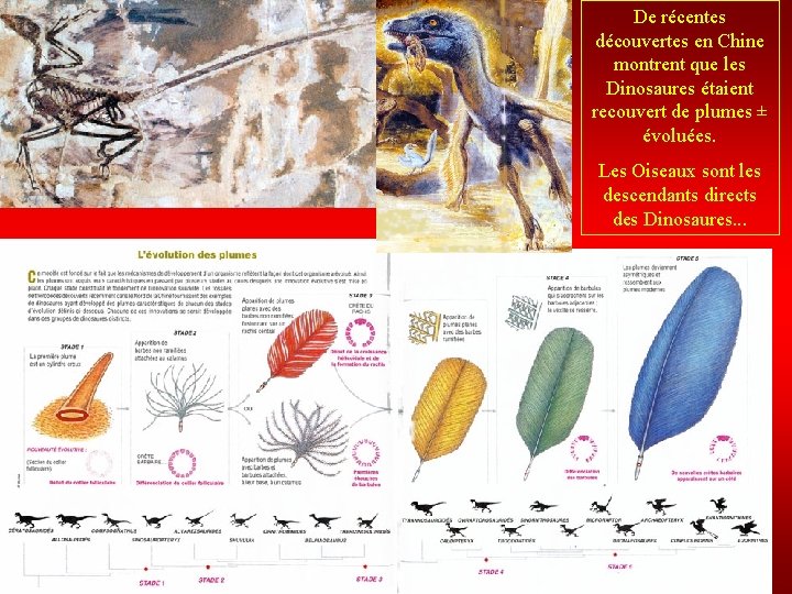De récentes découvertes en Chine montrent que les Dinosaures étaient recouvert de plumes ±