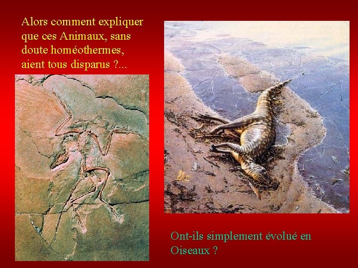 Alors comment expliquer que ces Animaux, sans doute homéothermes, aient tous disparus ? .