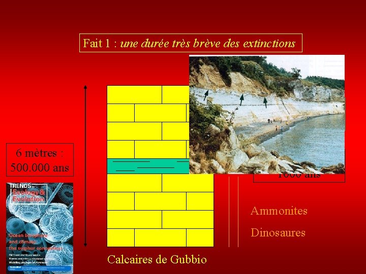 Fait 1 : une durée très brève des extinctions Couche limite d ’argile 6