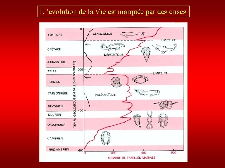 L ’évolution de la Vie est marquée par des crises 