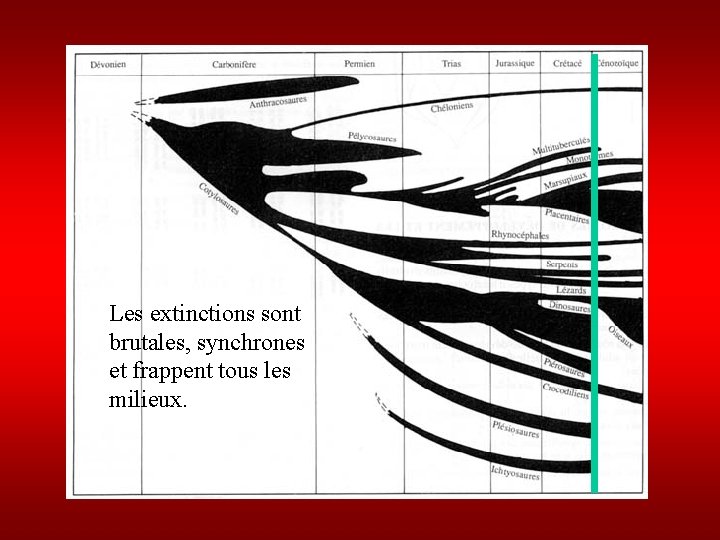 Les extinctions sont brutales, synchrones et frappent tous les milieux. 