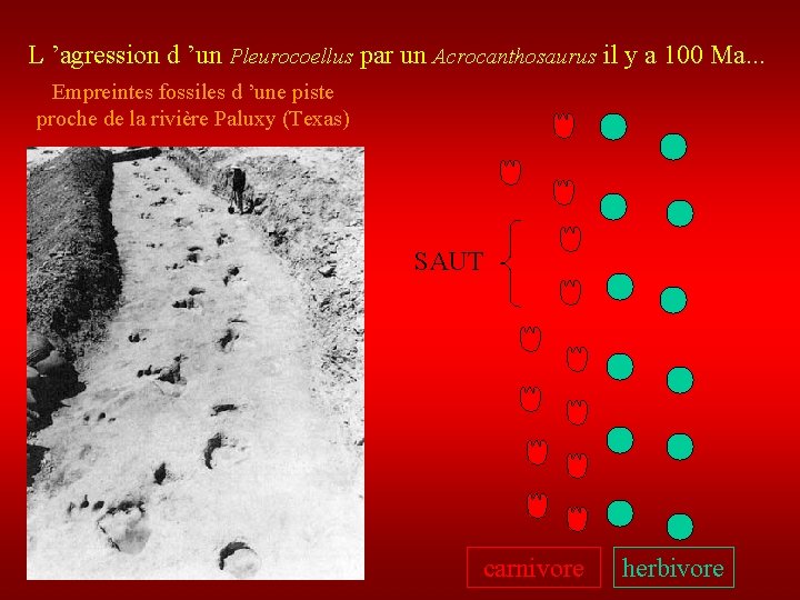 L ’agression d ’un Pleurocoellus par un Acrocanthosaurus il y a 100 Ma. .