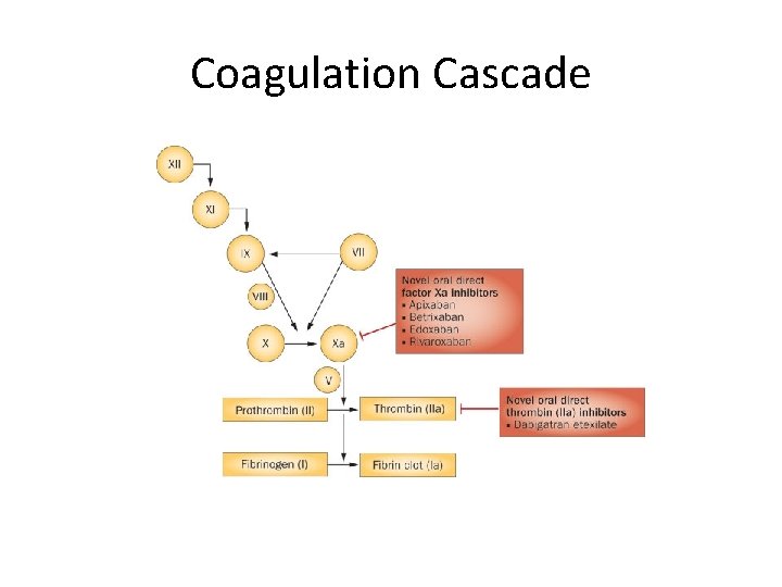 Coagulation Cascade 