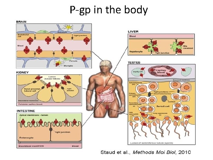 P-gp in the body 