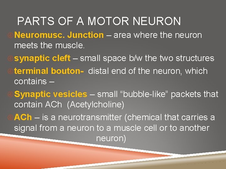 PARTS OF A MOTOR NEURON Neuromusc. Junction – area where the neuron meets the