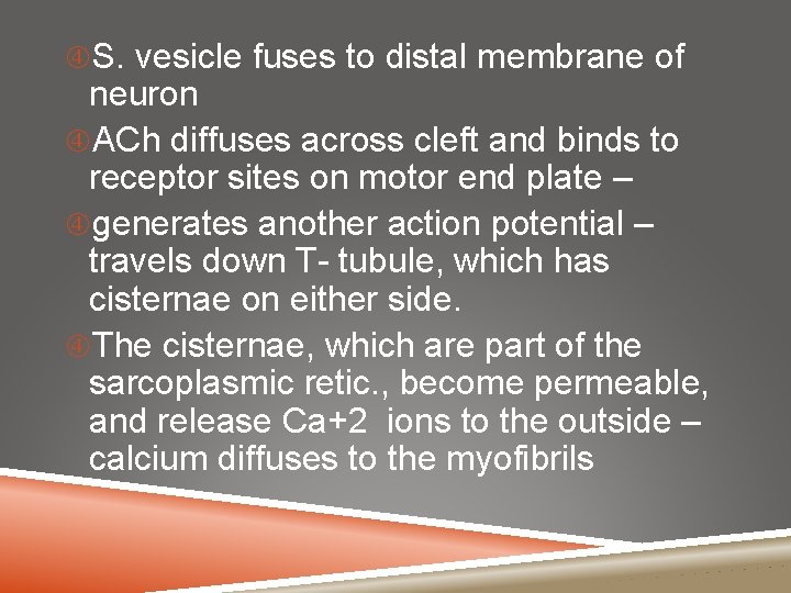  S. vesicle fuses to distal membrane of neuron ACh diffuses across cleft and