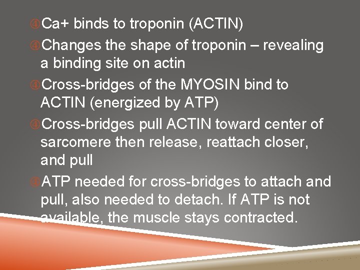  Ca+ binds to troponin (ACTIN) Changes the shape of troponin – revealing a