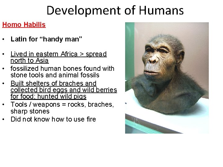 Development of Humans Homo Habilis • Latin for “handy man” • Lived in eastern