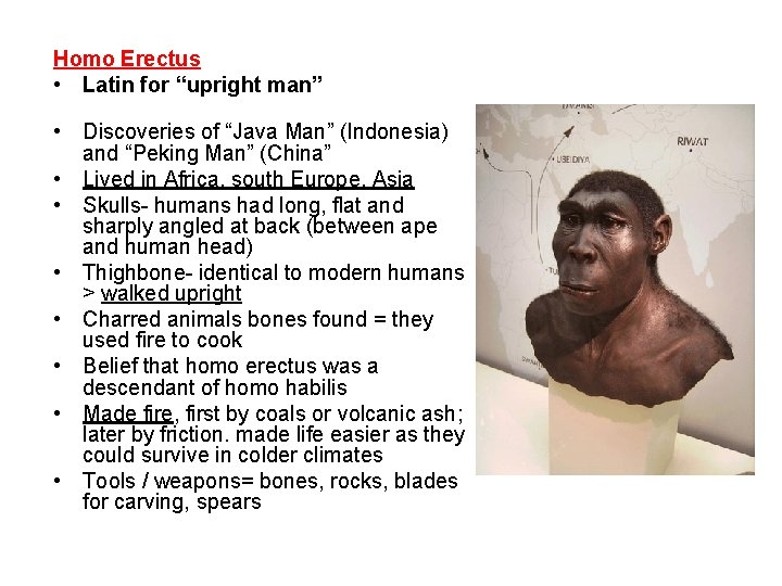 Homo Erectus • Latin for “upright man” • Discoveries of “Java Man” (Indonesia) and
