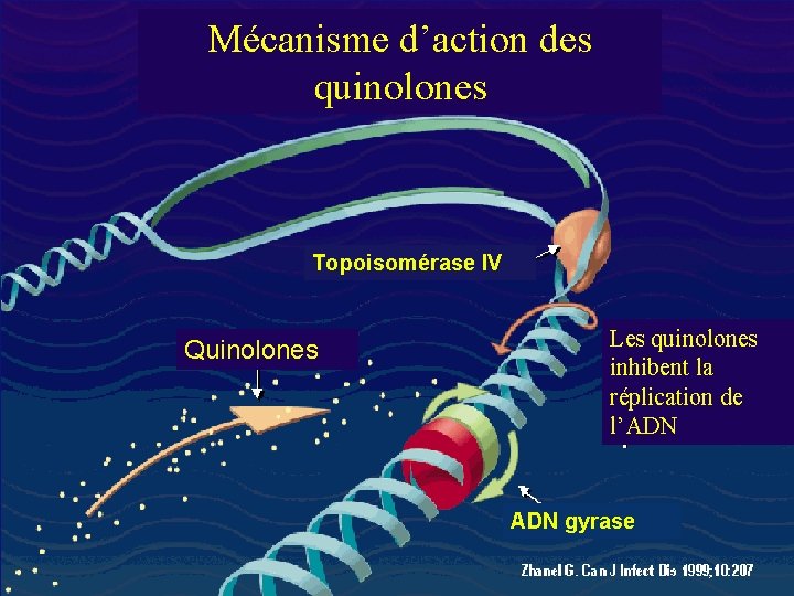 Mécanisme d’action des quinolones Topoisomérase IV Quinolones Les quinolones inhibent la réplication de l’ADN