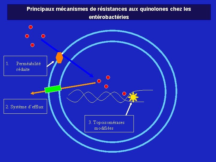 Principaux mécanismes de résistances aux quinolones chez les entérobactéries 1. Perméabilité réduite 2. Système