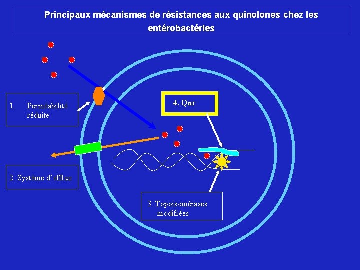 Principaux mécanismes de résistances aux quinolones chez les entérobactéries 1. Perméabilité réduite 4. Qnr