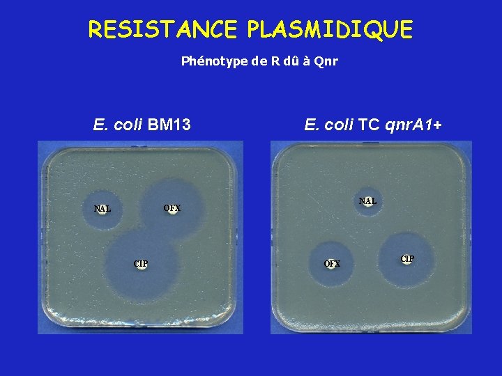 RESISTANCE PLASMIDIQUE Phénotype de R dû à Qnr E. coli BM 13 E. coli