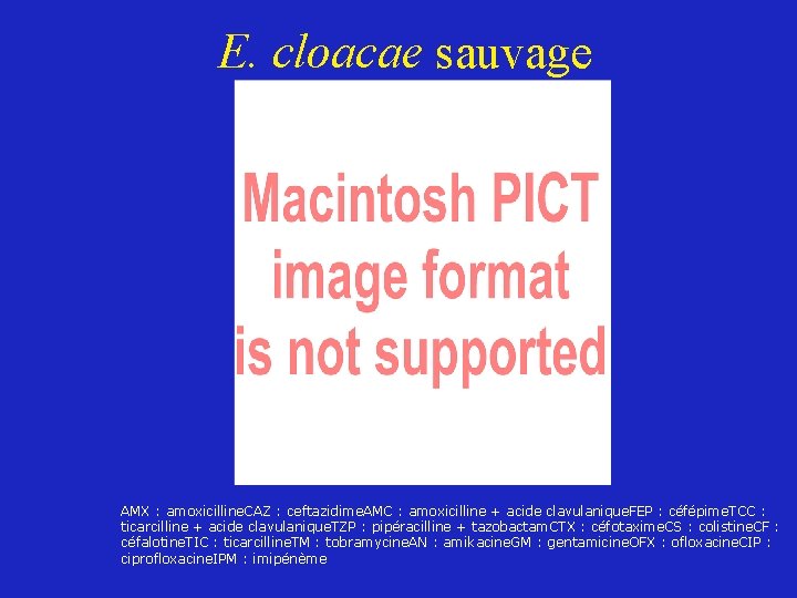 E. cloacae sauvage AMX : amoxicilline. CAZ : ceftazidime. AMC : amoxicilline + acide