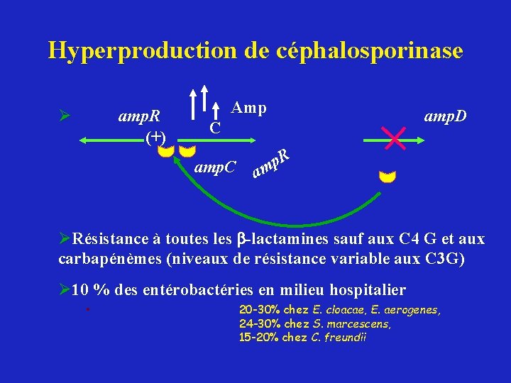 Hyperproduction de céphalosporinase Ø amp. R (+) Amp C amp. D R p am