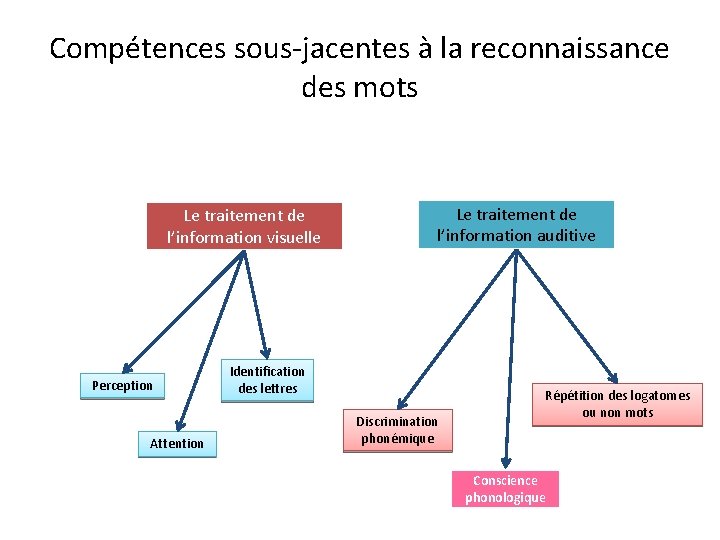 Compétences sous-jacentes à la reconnaissance des mots Le traitement de l’information visuelle Perception Attention