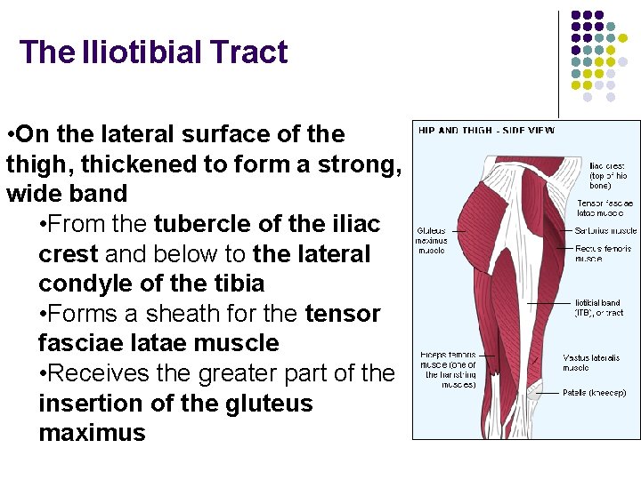 The Iliotibial Tract • On the lateral surface of the thigh, thickened to form