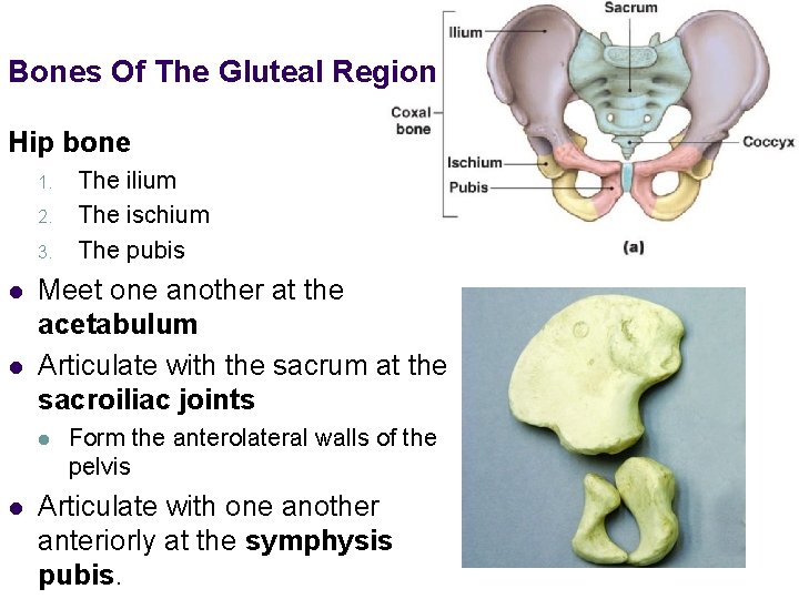 Bones Of The Gluteal Region Hip bone 1. 2. 3. l l Meet one