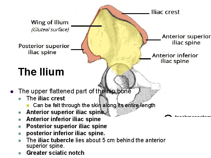 The Ilium l The upper flattened part of the hip bone l The iliac