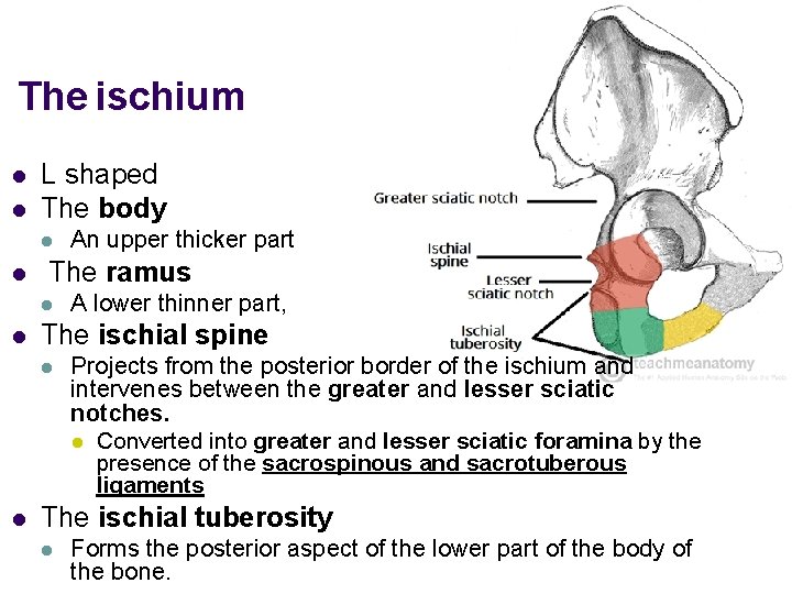 The ischium l l L shaped The body l l The ramus l l