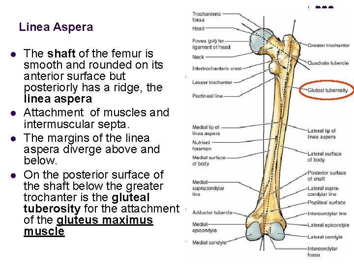 Linea Aspera l l The shaft of the femur is smooth and rounded on
