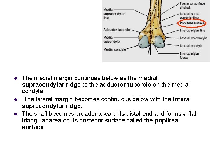 l l l The medial margin continues below as the medial supracondylar ridge to