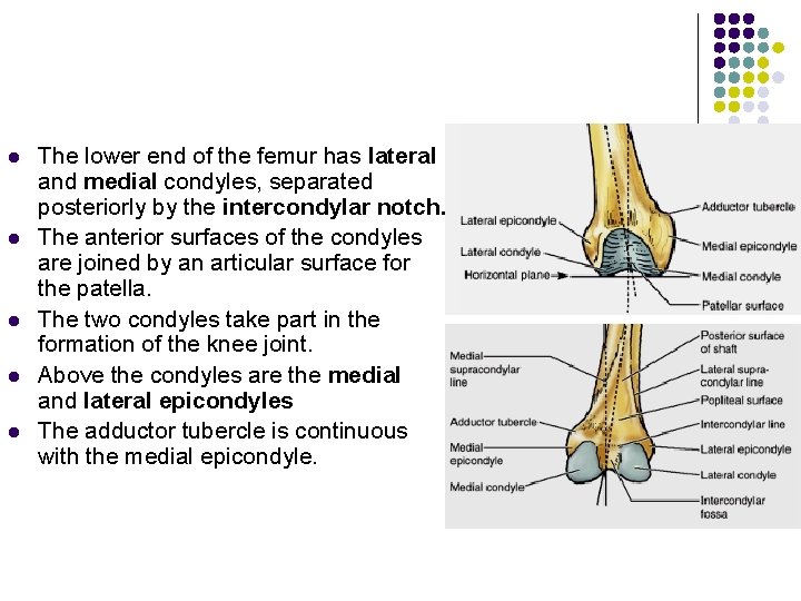 l l l The lower end of the femur has lateral and medial condyles,
