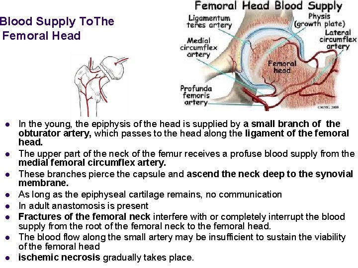 Blood Supply To. The Femoral Head l l l l In the young, the