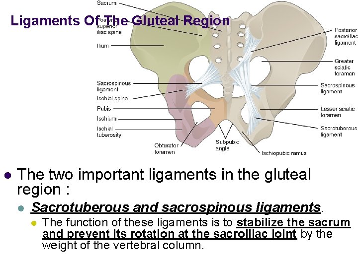 Ligaments Of The Gluteal Region l The two important ligaments in the gluteal region