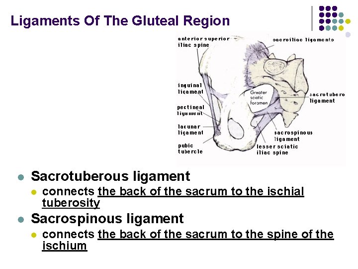 Ligaments Of The Gluteal Region l Sacrotuberous ligament l l connects the back of