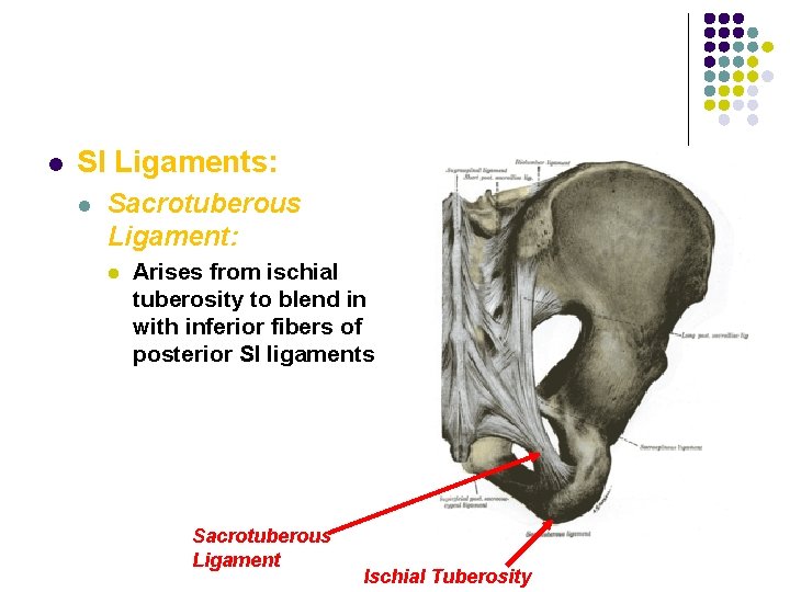 l SI Ligaments: l Sacrotuberous Ligament: l Arises from ischial tuberosity to blend in