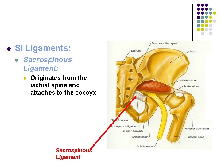 l SI Ligaments: l Sacrospinous Ligament: l Originates from the ischial spine and attaches