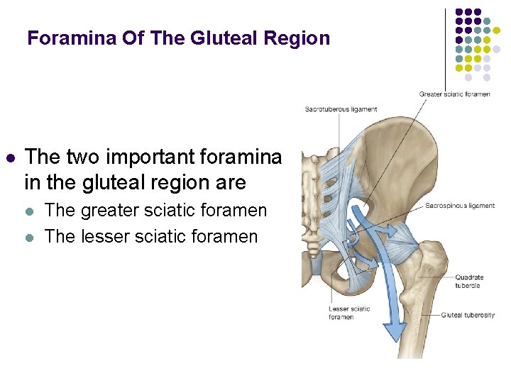 Foramina Of The Gluteal Region l The two important foramina in the gluteal region