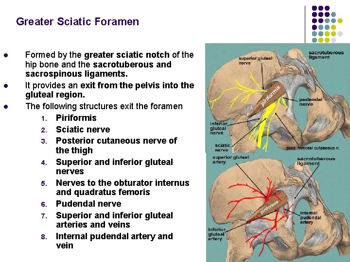 Greater Sciatic Foramen l l l Formed by the greater sciatic notch of the