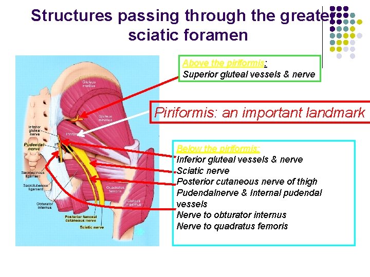 Structures passing through the greater sciatic foramen Above the piriformis: Superior gluteal vessels &