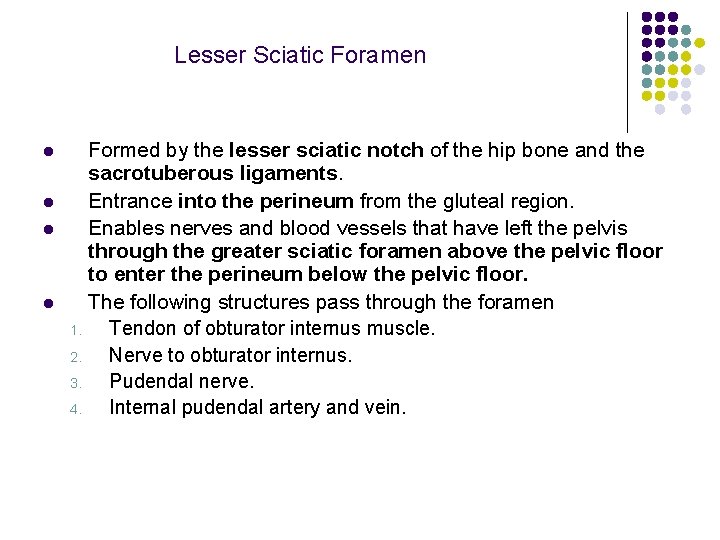 Lesser Sciatic Foramen l l Formed by the lesser sciatic notch of the hip