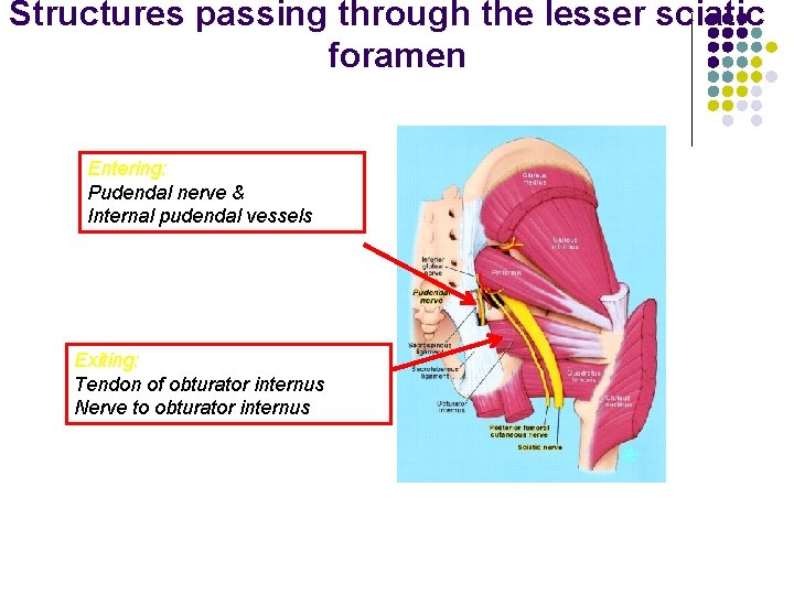 Structures passing through the lesser sciatic foramen Entering: Pudendal nerve & Internal pudendal vessels