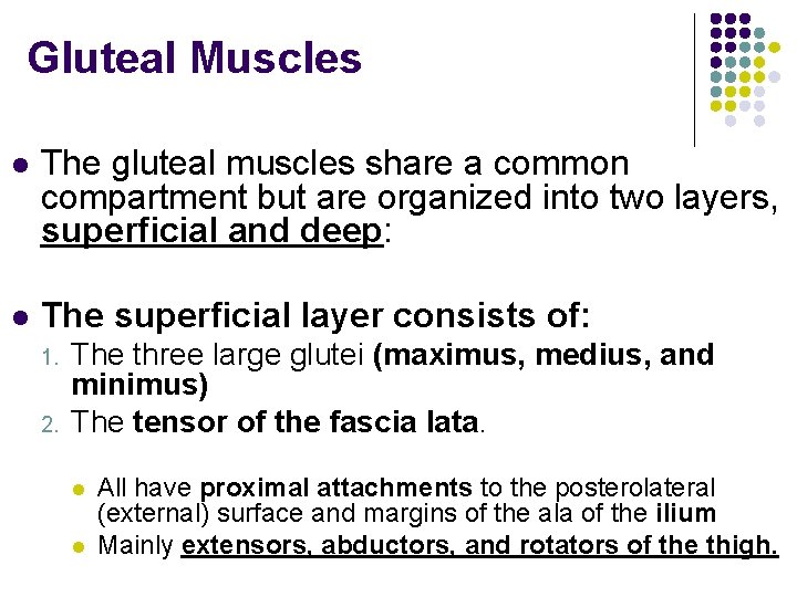 Gluteal Muscles l The gluteal muscles share a common compartment but are organized into