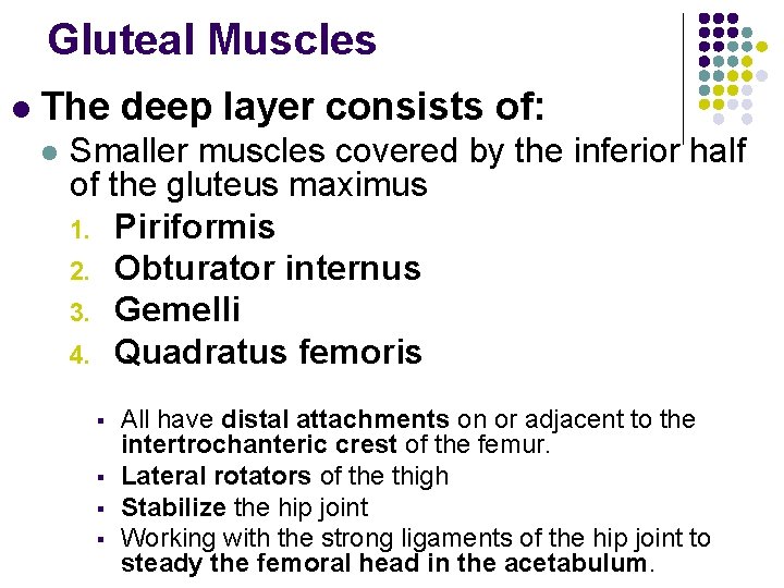 Gluteal Muscles l The deep layer consists of: l Smaller muscles covered by the