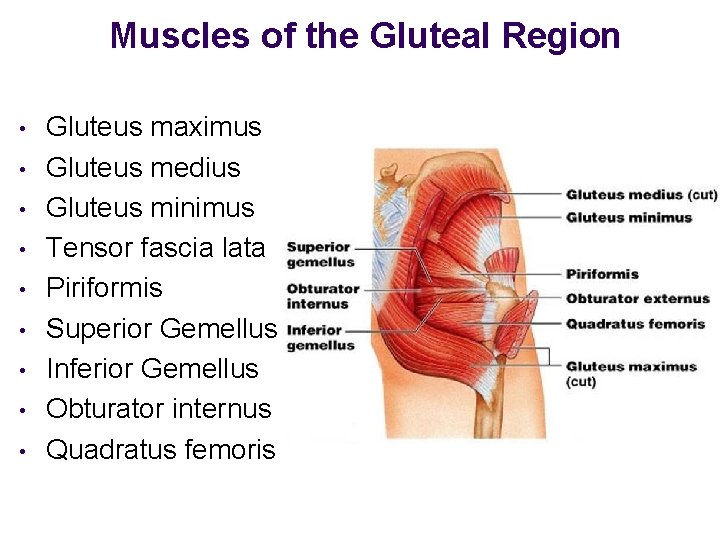 Muscles of the Gluteal Region • • • Gluteus maximus Gluteus medius Gluteus minimus